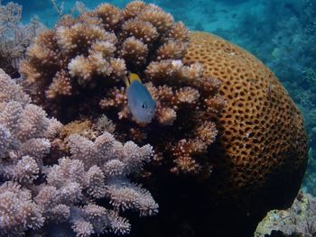 View of fish swimming in sea