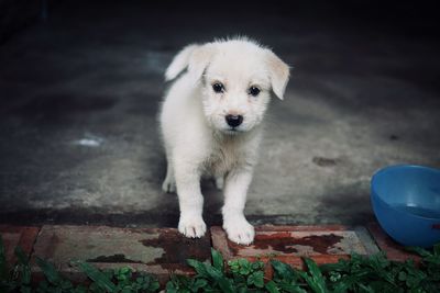 Portrait of white puppy