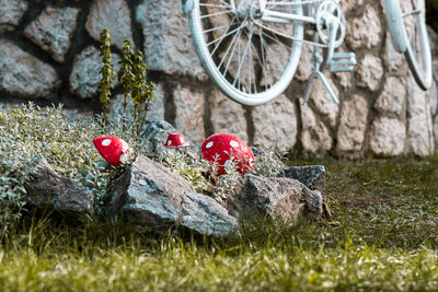 Red mushrooms growing on rock