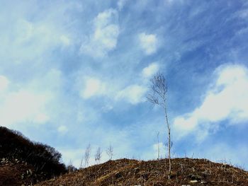 Low angle view of trees against sky