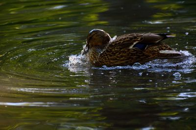 Duck swimming in lake