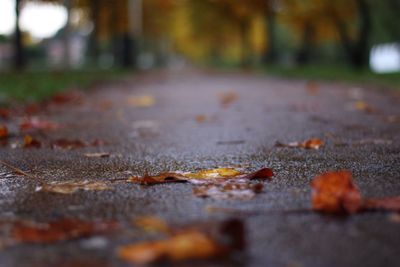 Surface level of autumn leaves