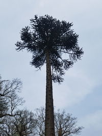 Low angle view of tree against sky
