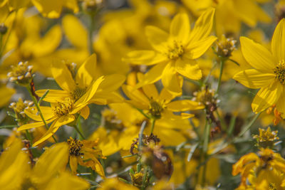 Close-up of yellow flowering plants on field