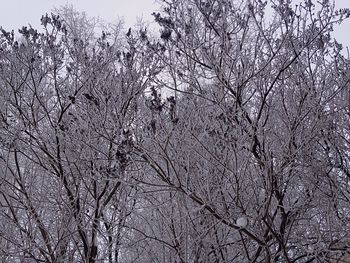 Low angle view of bare trees against sky