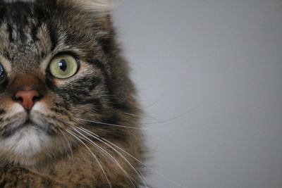 Close-up portrait of a cat