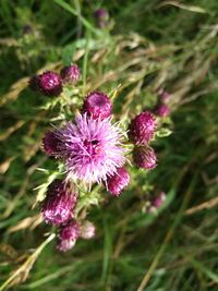 Close-up of pink flowers