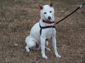 White dog on field
