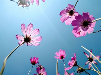 Low angle view of pink flowering plant against clear sky