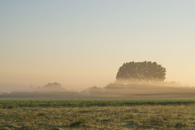 Trees on field against sky during foggy weather