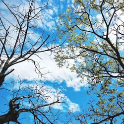 Low angle view of flowering tree against blue sky