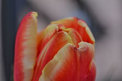 Close-up of tulips