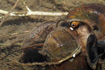 Close-up of gondang snail