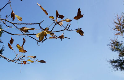 Low angle view of tree against blue sky