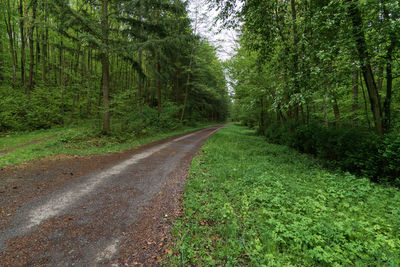 Road amidst trees in forest