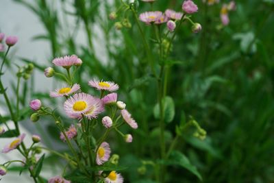 Close-up of pink flowering plant