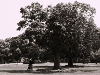 Trees against sky