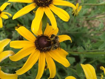 Close-up of bee on yellow flower