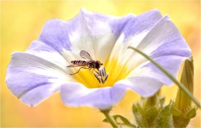 Close-up of insect on purple flower