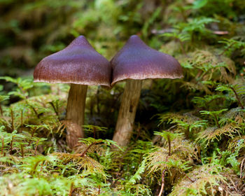 Close-up of mushroom growing in forest