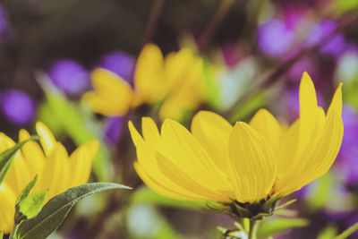 Close-up of yellow crocus flowers