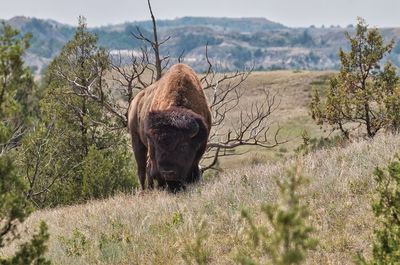 Large bison close to trail in theodore roosevelt national park, north dakota