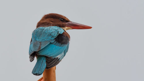 Close-up of bird perching against white background