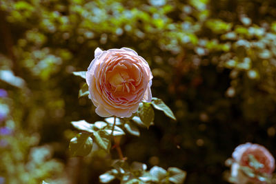 Close-up of rose bouquet