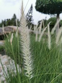 Close-up of fresh grass in field