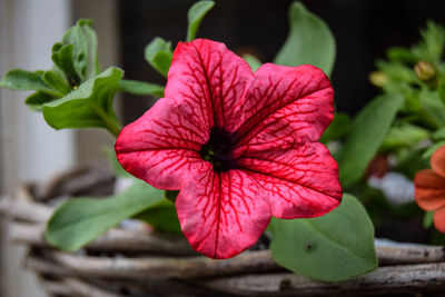 Close-up of red flower