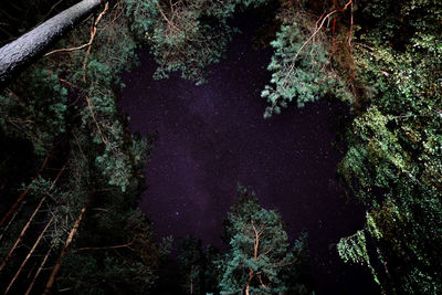 Low angle view of trees at night