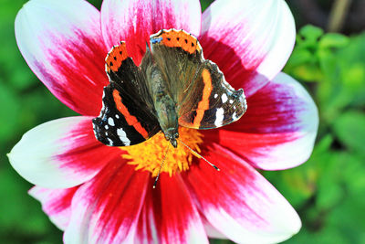 Close-up of butterfly pollinating on flower