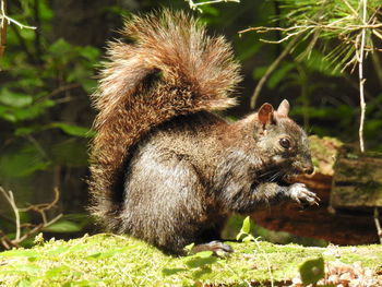 Close-up of squirrel on field