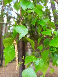 Close-up of green leaves on plant