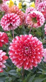 Close-up of pink flowers blooming outdoors