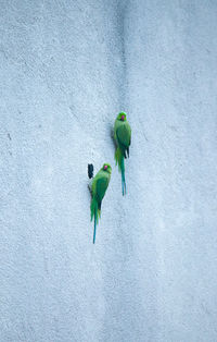 Green plant against wall