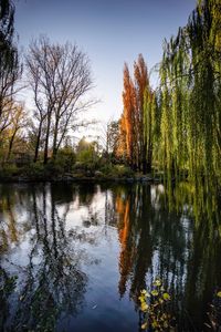 Reflection of trees in lake against sky