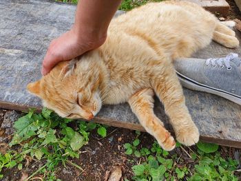 High angle view of hand touching cat