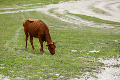 Horse grazing in a field