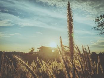 Scenic view of field against sky at sunset