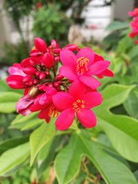 Close-up of pink flowers blooming outdoors