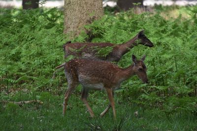 Deer standing on field