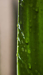 Close-up of water drop on leaf