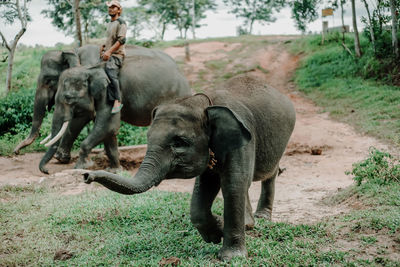 Full length of man sitting on elephant at forest