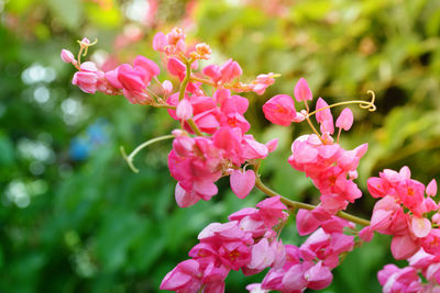 Close-up of pink flowering plant