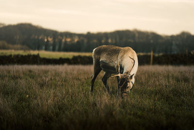 View of a horse on field