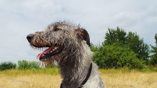 Close-up of wet dog panting on field against sky
