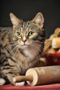 Close-up portrait of tabby cat