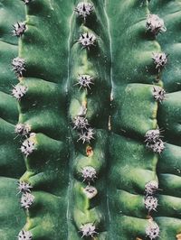 Full frame shot of succulent plant