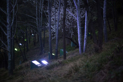 Trees in forest at night